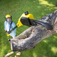 Best Tree Risk Assessment  in Leakesville, MS