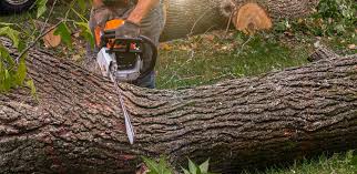 Best Arborist Consultation Services  in Leakesville, MS