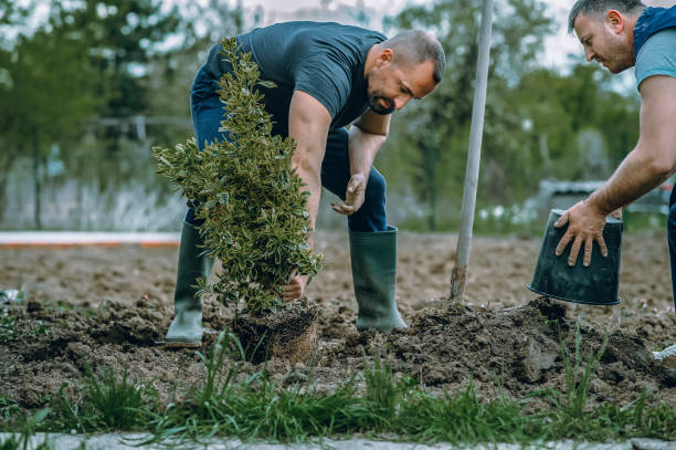 Lawn Maintenance Plans in Leakesville, MS