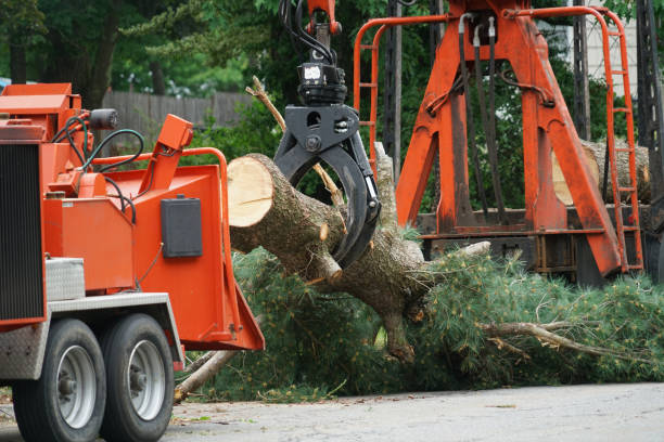 Best Organic Lawn Care Solutions  in Leakesville, MS