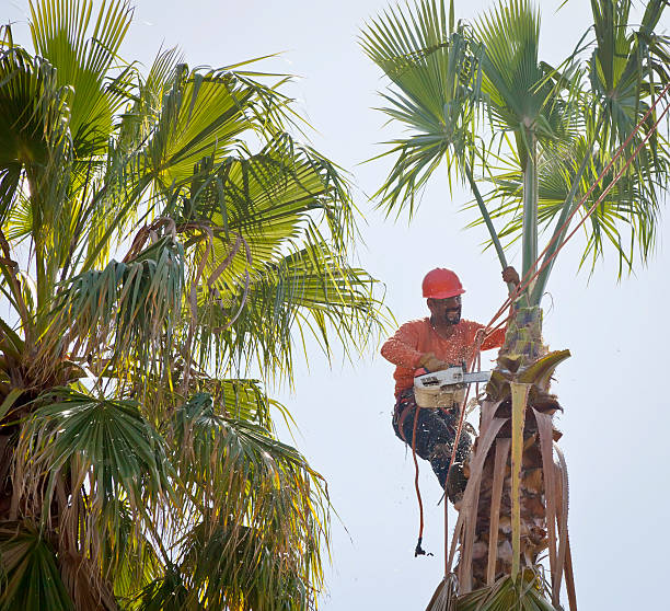 Best Storm Damage Tree Cleanup  in Leakesville, MS