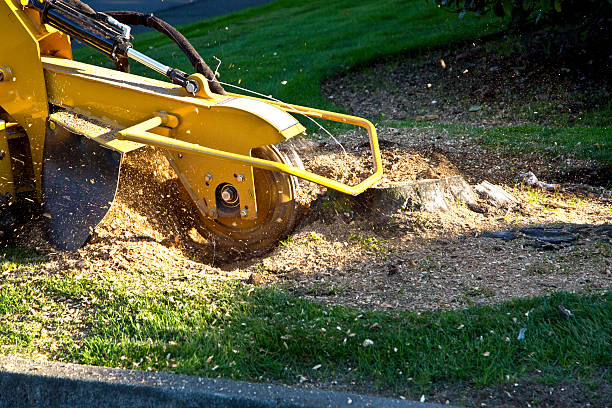 Best Emergency Tree Removal  in Leakesville, MS